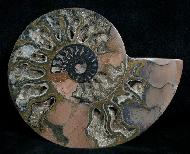 Beautiful Black Ammonite - Inches (Half) #4539